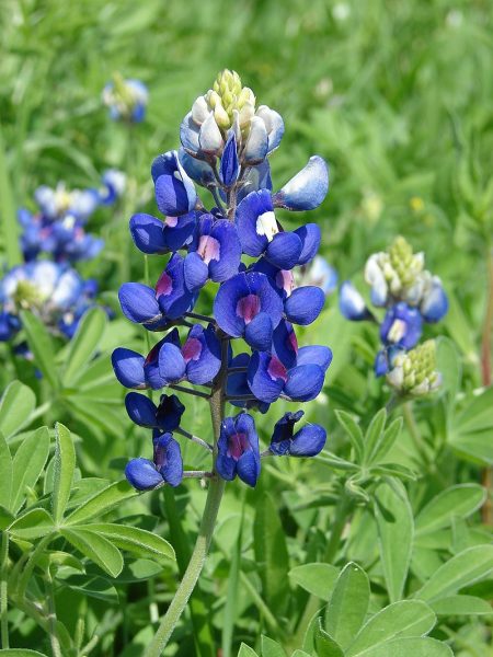 Tale of the Bluebonnet